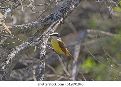 Great Kiskadee In Santa Ana National Wildlife Refuge In Texas