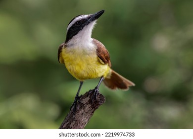 Great Kiskadee, South Padre Island, Texas