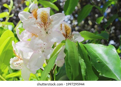 Great Laurel Rhododendron Maximum Whte Flower