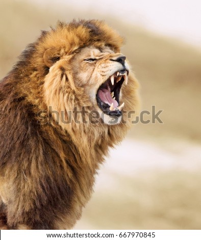 Great lion