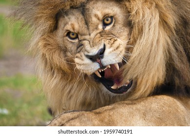 The Great Lion ROAR - This is why He is KING of the Jungle!