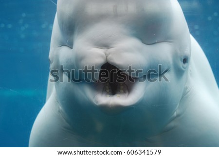 A great look at the teeth of a beluga whale with his mouth open underwater.
