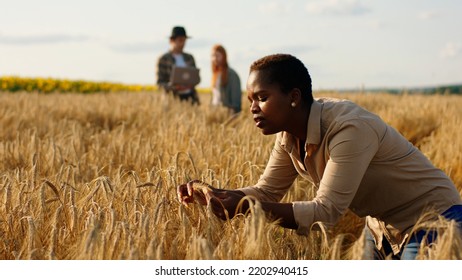 Great Looking Black Woman Farmer Have A Working Day In The Middle Of Wheat Field She Analysing The Result Of Harvest While Other Farmers Young Lady And Guy Have A Discussion