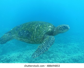 Great looking sea turtle swimming along underwater.