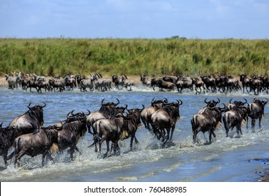 The Great Migration 