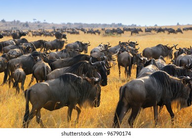 Great Migration Of Antelopes Wildebeest, Masai Mara, Kenya