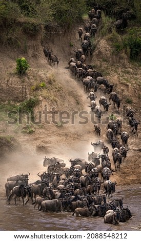 Great Migration crossing Mara River
