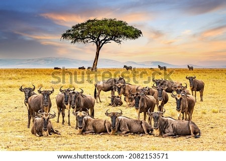 Great Migration, herd of wildebeests resting at Maasai mara national reserve, Kenya