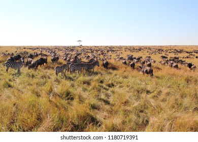 Great Migration In The Maasai Mara