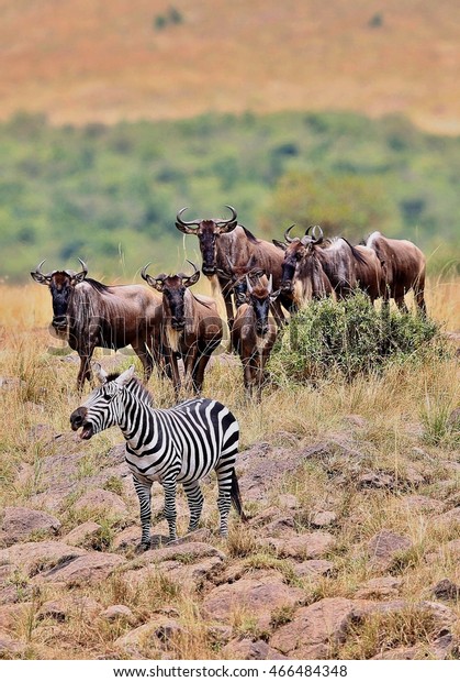 Great migration in Masai Mara, Kenya, Tanzania,\
Africa, a lot of wild animals in the nature habitat, big moments,\
wildebeest and zebras