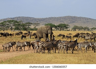 The Great Migration, Serengeti National Park, Tanzania