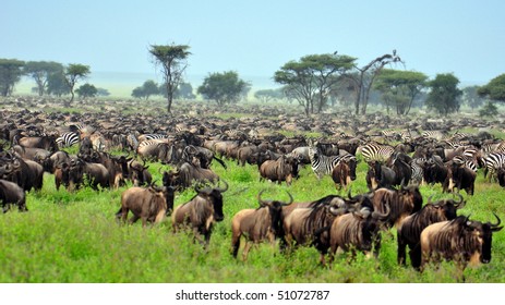 The Great Migration At Serengeti National Park, Tanzania