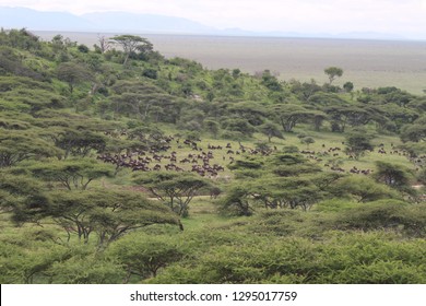 The Great Migration Tanzania
