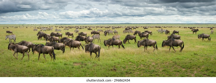 Great Migration Wildebeest And Zebras In Serengeti Plains Tanzania