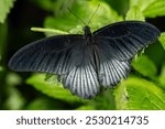 A great mormon butterfly, Papilio polytes