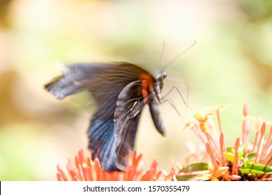 Great Mormon, Papilio Memnon, Blurred Motion, Out Of Focus, Phnom Penh, Cambodia