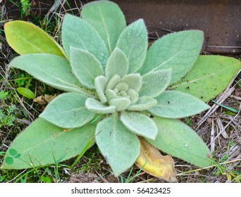 Great Mullein Verbascum Thapsus