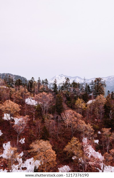 Great nature\
view of snow mountain and alpine tree on Tateyama Kurobe Alpine\
Route - Japan Alps. Toyama -\
Japan