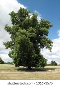 Great Old Elm standing alone in private parkland in Lincolnshire on a beautiful summer day with blue skies and white fluffy clouds