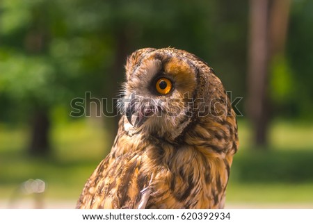 Great owl turns around neck in the spring