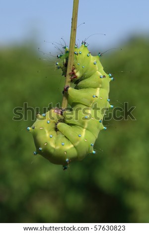Great peacock moth caterpillar / Saturnia pyri. It is the largest European Moth and is also called as the Great Peacock Moth, Giant Emperor Moth or Viennese Emperor.