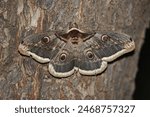 Great Peacock moth (Saturnia pyri) adult at rest on tree trunk

Armenia            May 