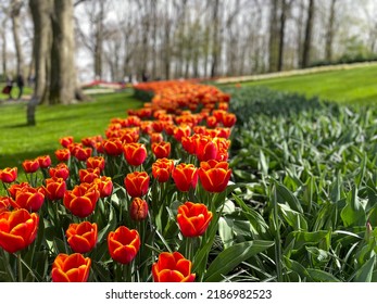 Great Phone Screensaver With Flowers