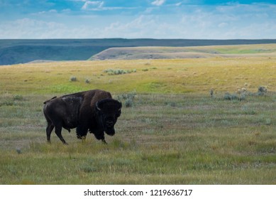 Great Plains Bison, Buffalo In Grasslands National Park, Saskatchewan, Canada 