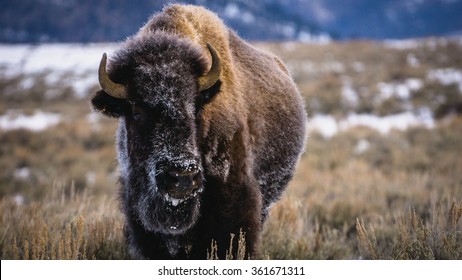 Great Plains Buffalo