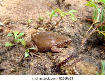 Great Plains Narrowmouth Toad