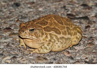 Great Plains Toad (Anaxyrus Cognatus) On A Road In Arizona