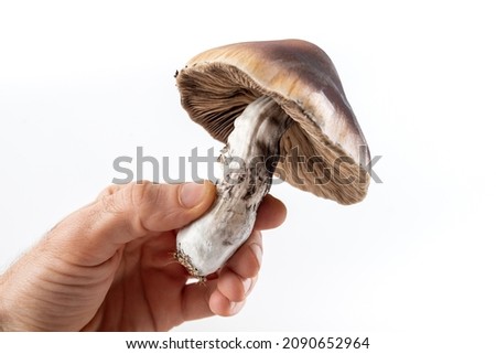 Similar – Image, Stock Photo mushroom Food