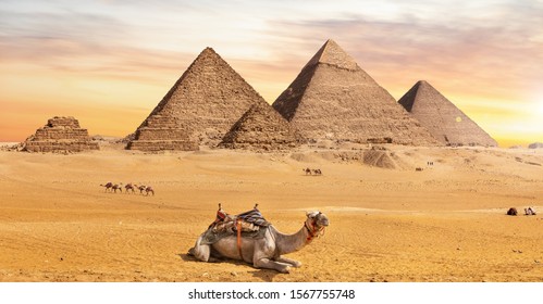 The Great Pyramids, one of the wonders of the World, and a camel near them, Giza, Egypt