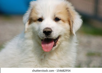 Great Pyrenees