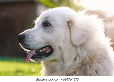 Great Pyrenees 