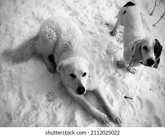 Great Pyrenees And Basset Hound In Snow