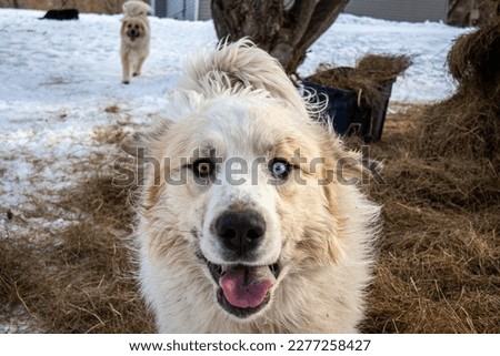 Great Pyrenees Cross Dog smiling for the camera on the farm