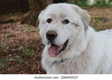 Great Pyrenees Dog Is Dirty After Playing In The Dirt. Pyrenean Mountain Dog, Covered In Dirt After Rolling. Canine Looking Happy After Having A Roll In Dried Mud.