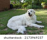 Great Pyrenees dog laying in yard on summer afternoon