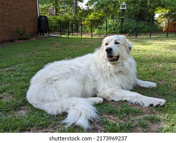 Great Pyrenees Dog Laying In Yard On Summer Afternoon