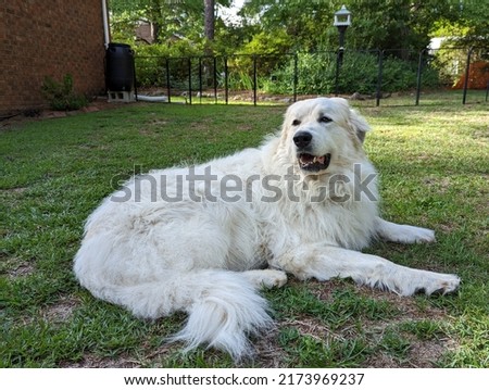 Great Pyrenees dog laying in yard on summer afternoon