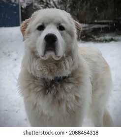 A Great Pyrenees Dog Portrait In The Snow. A Gorgeous Large White Dog Stares Intently At The Camera As Delicate Snow Flakes Cling To The The Canine's Fur. Adorable Large Breed Puppy Looking Adorable.