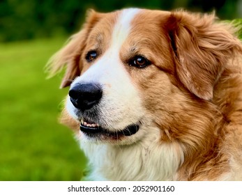 Great Pyrenees Dogs Are A Bernese Mountain Dog And Great Pyrenees Mix And Are True Gentle Giants.