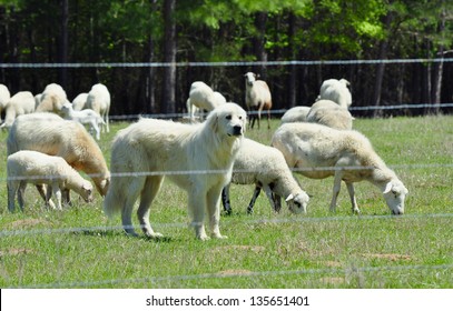 Great Pyrenees Guards her Flock