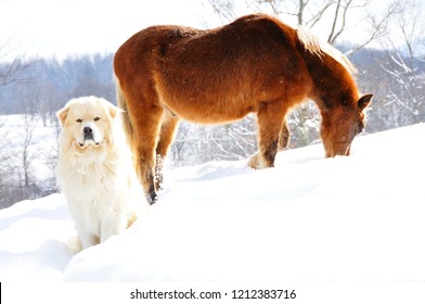 Great Pyrenees With Horse In Deep Snow