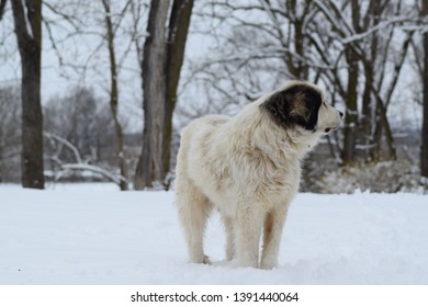 Great Pyrenees Mountain Dog Snow 