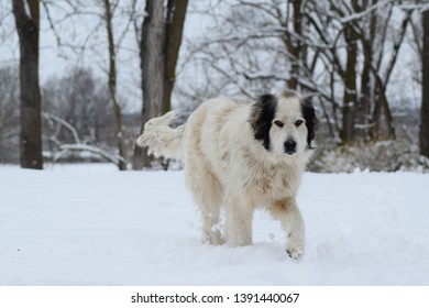 Great Pyrenees Mountain Dog Snow 