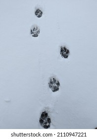 Great Pyrenees Paw Prints In Snow