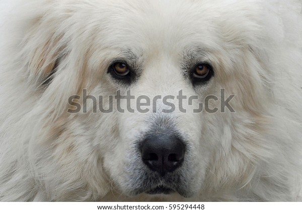 Great Pyrenees Portrait Stock Photo Edit Now 595294448