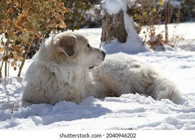 Great Pyrenees In The Snow